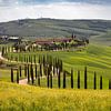 Cypress avenue in Tuscany by Andreas Müller