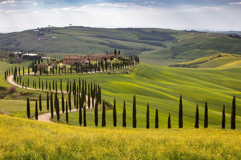 Cypress avenue in Tuscany van Andreas Müller