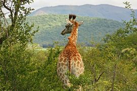 southafrica ... en attente de toi sur Meleah Fotografie