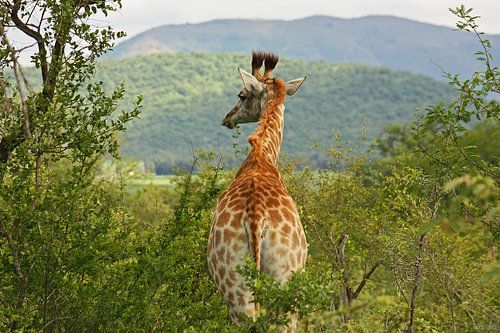 southafrica ... waiting for you von Meleah Fotografie