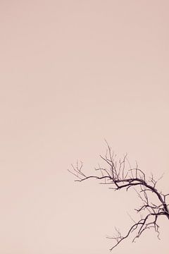 Silhouette eines Baumes