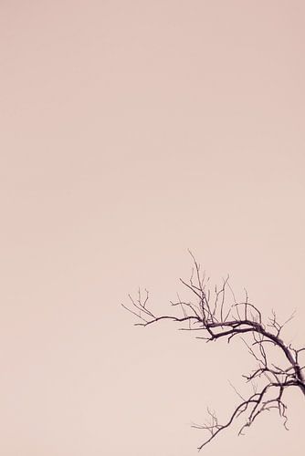Silhouette van een boom