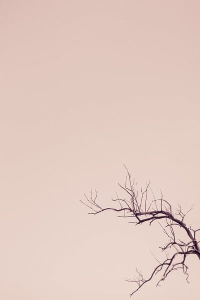 Silhouette van een boom van Photolovers reisfotografie