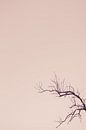 Silhouette van een boom van Photolovers reisfotografie thumbnail