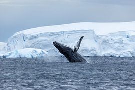 Humpback whale in Antarctica