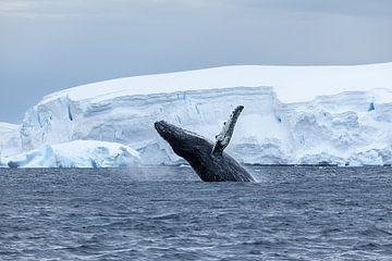Bultrugwalvis op Antarctica van Roland Brack