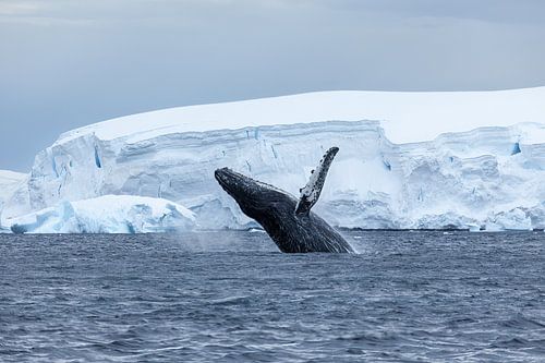 Bultrugwalvis op Antarctica