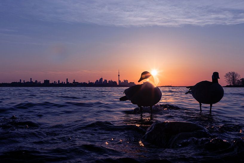 Toronto by Hello Pompoyo