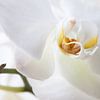 Witte Orchidee by Alied Kreijkes-van De Belt