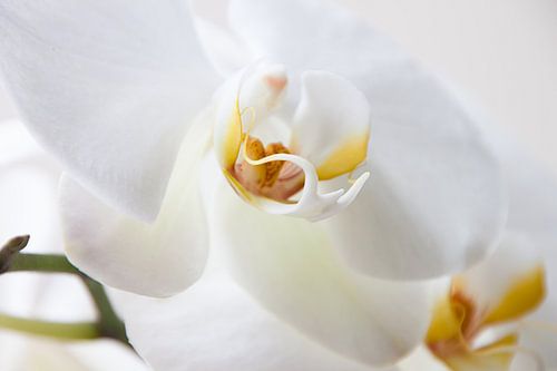 Witte Orchidee