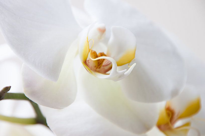 Witte Orchidee by Alied Kreijkes-van De Belt