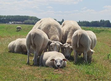 Sheep in the meadow by Lens Design Studio