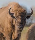 Wisent by Ans Bastiaanssen thumbnail