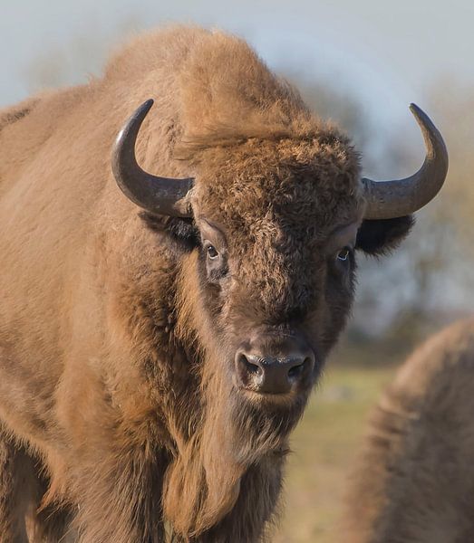 Wisent by Ans Bastiaanssen