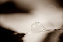 Druppel alleen van Jessica Berendsen