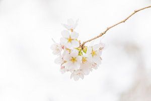 Blüte im Frühling von Lydia