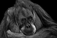 Orang Utan