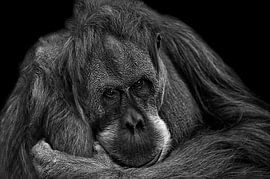 orang-outan sur Hermann Greiling