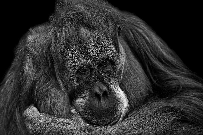 Orang Utan von Hermann Greiling