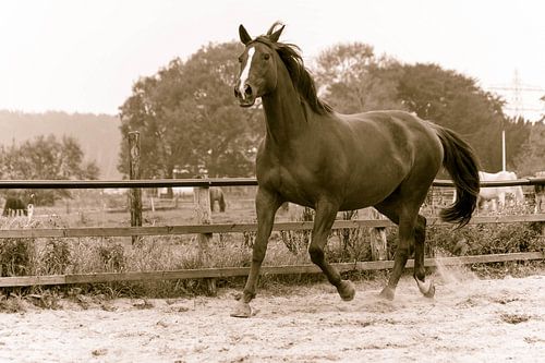 Wuti sur Michel Derksen