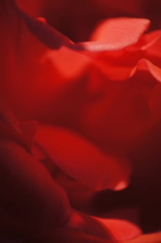A rose is a rose is a rose.