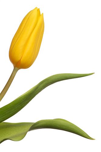 Tulipe jaune sur fond blanc
