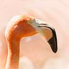 Fascinating flamingo head by Christa Krus
