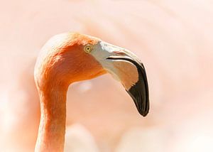 Faszinierender Flamingo-Kopf