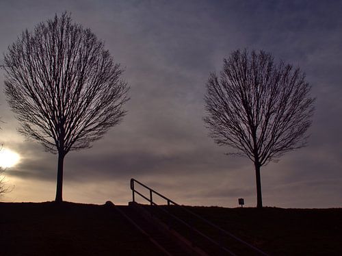 2 bomen