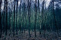 Speulderbos 5