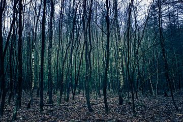 Speulderbos 5 van Bas Schneider