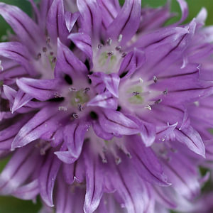 allium