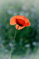 Coquelicot sur fond vert-bleu