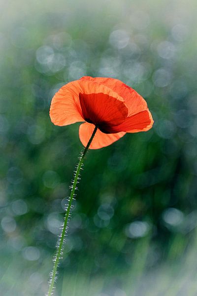Coquelicot sur fond vert-bleu par Fred de Krom