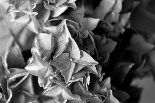 De eerste bloemen in de Emsland-tuin.