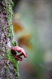 Snotvalling by Wim Demortier