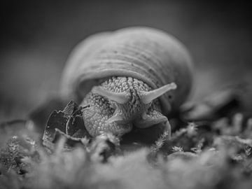 Schnecke von Bianca  Hinnen