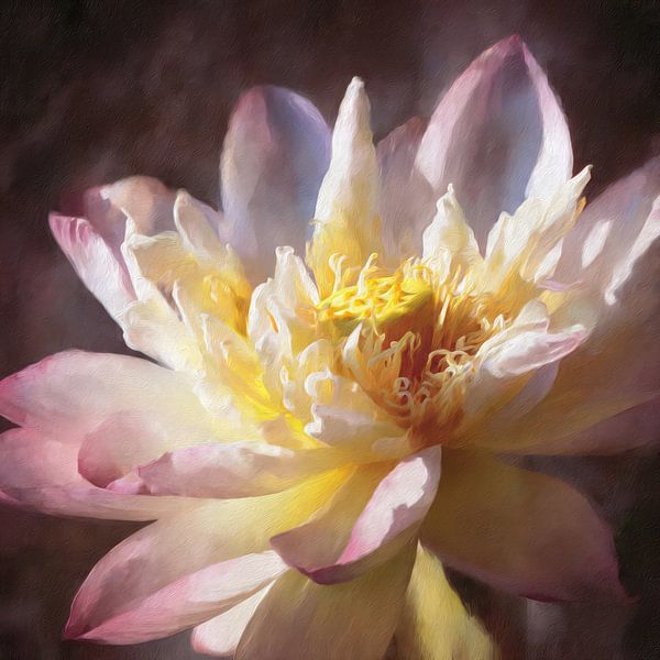 The Unfolding Lotus II by Yaya's