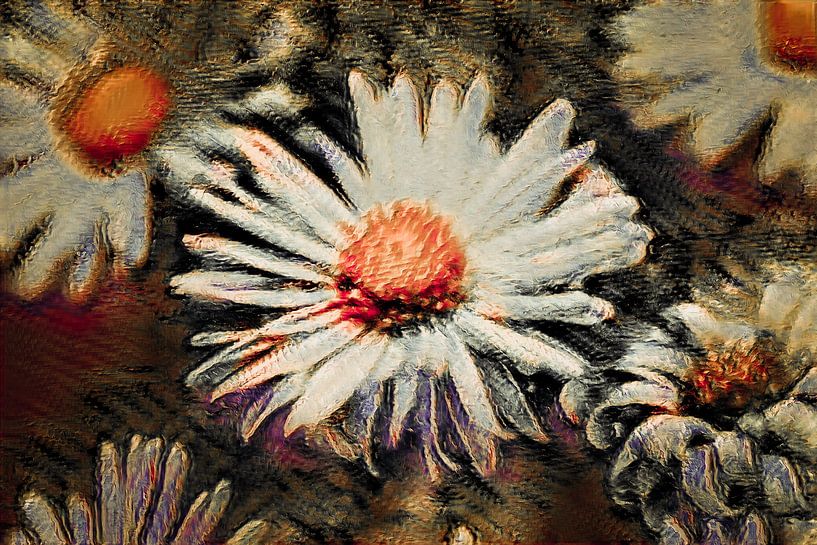 Gänseblümchen von Jeannette Fotografie