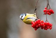 Blue Tit (Cyanistes caeruleus) hanging at branch with red berries by AGAMI Photo Agency thumbnail