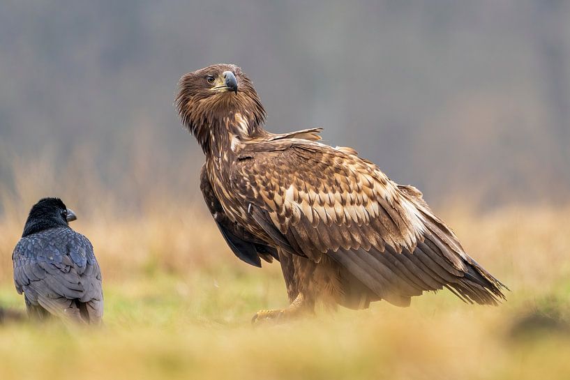 Bald Eagle with Raven (super sharp) by Rando Kromkamp Natuurfotograaf