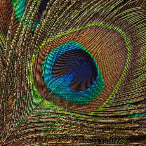 Natuurlijke elegantie: Vierkantje met een kleurrijke pauwenveer