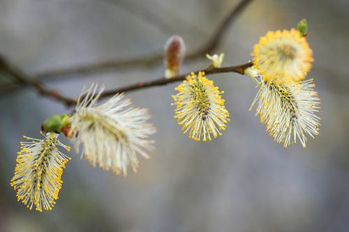 bloeiende wilgenkatjes met gele meeldraden