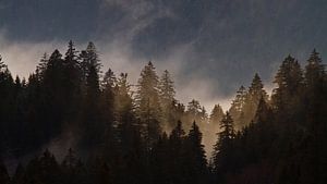 Nebel im Nadelwald