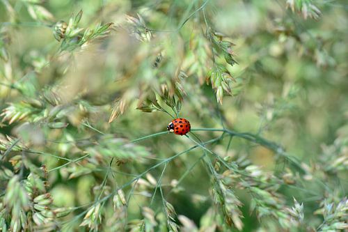 Rood lieveheersbeestje