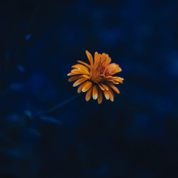 Geile Blume von Patrick Mertens aka Pat Probleme