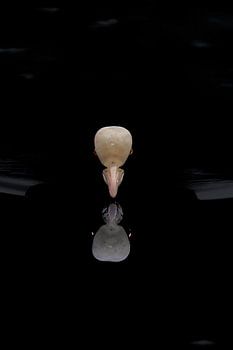 Gesicht der Stille – Blässhuhn im dunklen Wasser