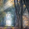 Boslaan in de herfst van Awesome Wonder