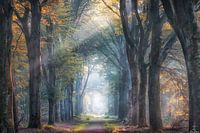 Forest Lane en automne