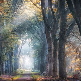 Forest avenue in autumn by Awesome Wonder